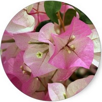 Buganvilia: Bougainvillea