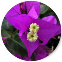 Buganvilia: Bougainvillea