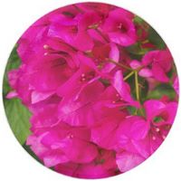 Buganvilia: Bougainvillea