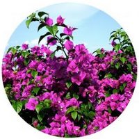 Buganvilia: Bougainvillea