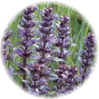 Bugula - Ajuga Reptans