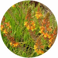 Bulbine Frutescens