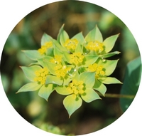 Bupleurum Rotundifolium