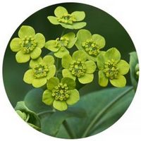 Bupleurum