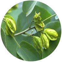 Burretiodendron Esquirolii