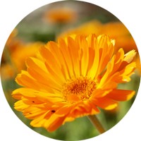 Calendula Officinalis
