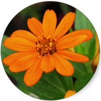 Marigold