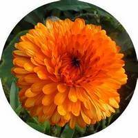 Calendula Officinalis