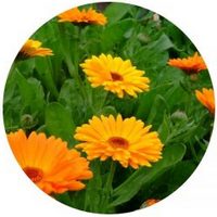 Marigold