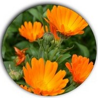 Calendula Officinalis
