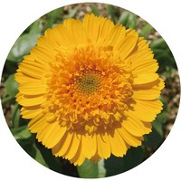 Calendula Officinalis