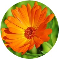 Calendula Officinalis
