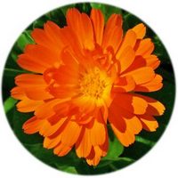 Calendula Officinalis