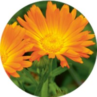 Calendula Officinalis