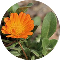 Calendula Officinalis