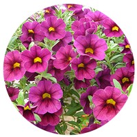 Calibrachoa - Million Bells