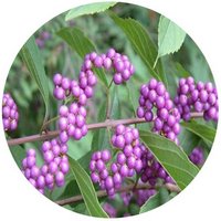 Callicarpa Bodinieri var. Giraldii