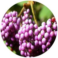 Callicarpa Formosana