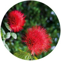 Calliandra