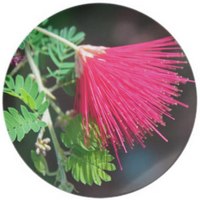 Calliandra