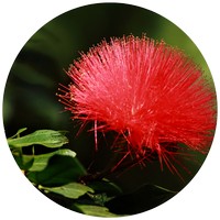 Calliandra
