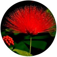 Calliandra