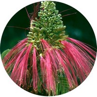 Calliandra Calothyrsus - Red Powder-puff