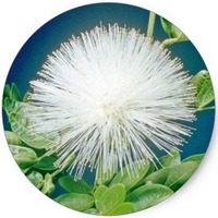 Calliandra Blanca - White Powder-puff