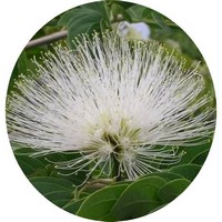 Calliandra Blanca - White Powder-puff