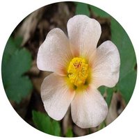 Callirhoe Involucrata