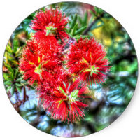 Callistemon