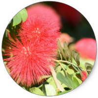 Callistemon