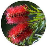 Callistemon