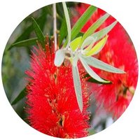 Callistemon