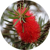 Callistemon
