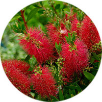 Callistemon