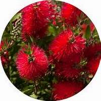 Callistemon