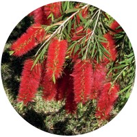 Callistemon