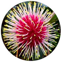 Callistemon Viminalis