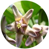 Calotropis Gigantea
