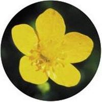 Calta: Caltha Palustris
