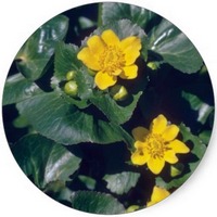 Calta: Caltha Palustris