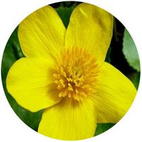 Calta: Caltha Palustris
