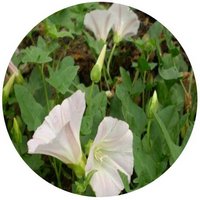 Calystegia Hederacea