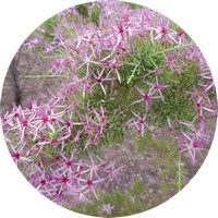Calytrix Exstipulata