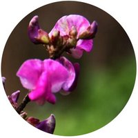 Canavalia Ensiformis - Jackbean