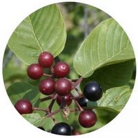 Rhamnus Purshiana