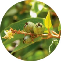 Cascarilla - Croton Eluteria