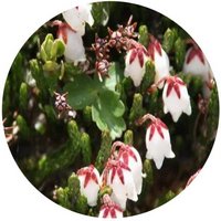 Cassiope Selaginoides