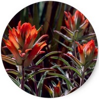 Indian Paintbrush